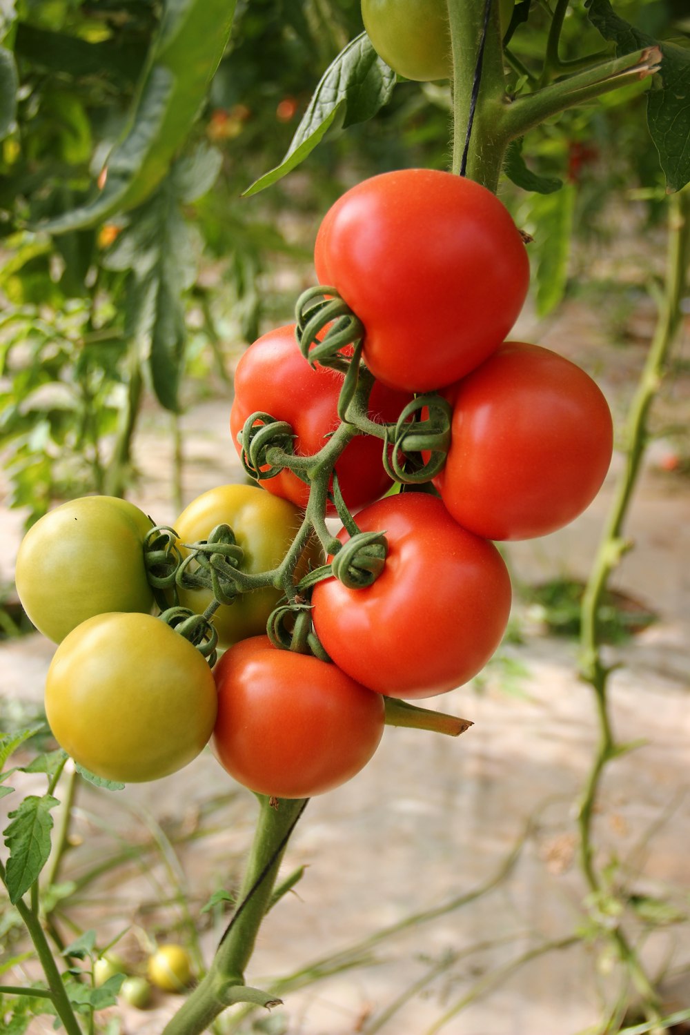 Cítricos en campo
