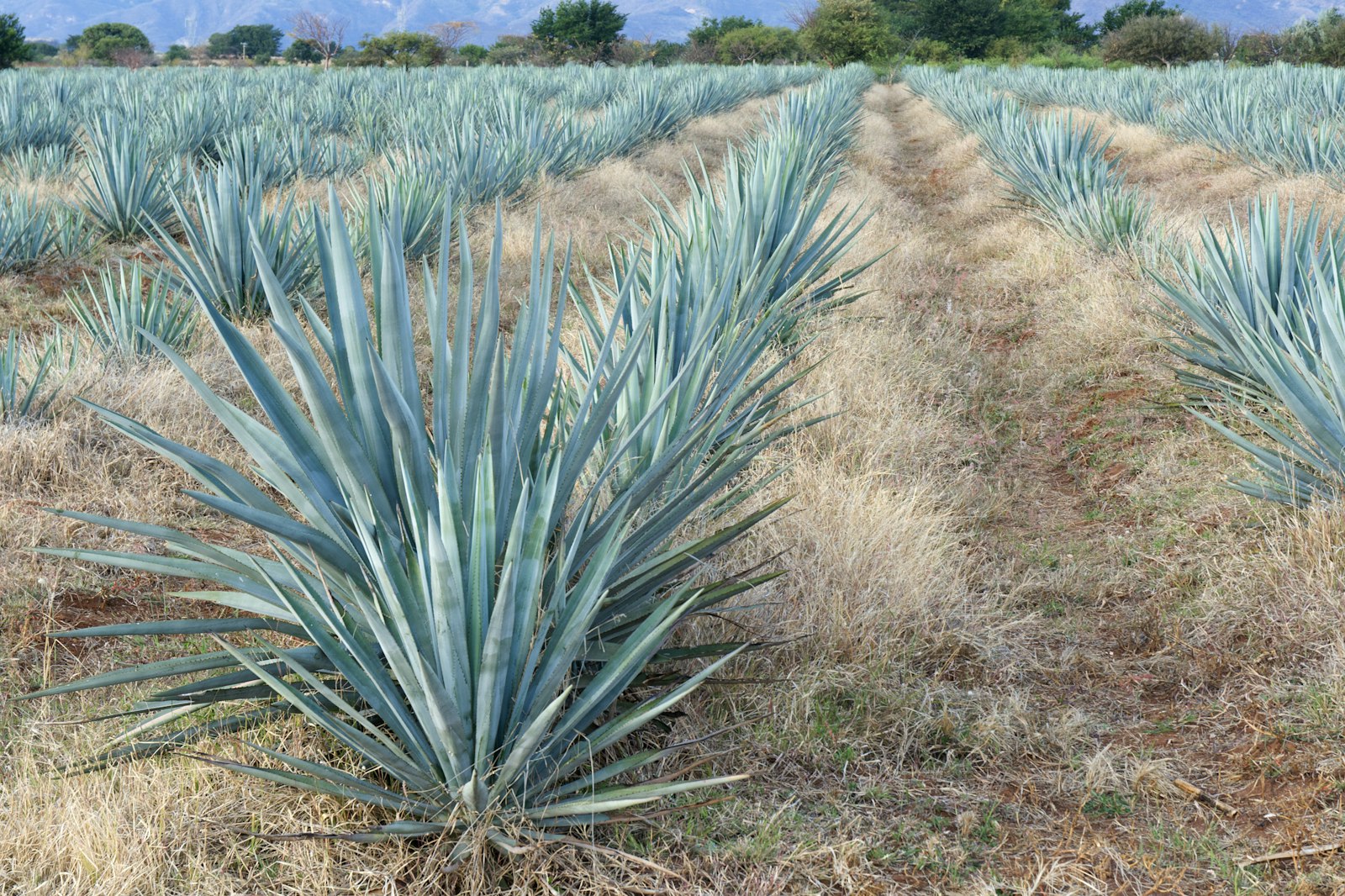 Campo de agave en los Altos de Jalisco