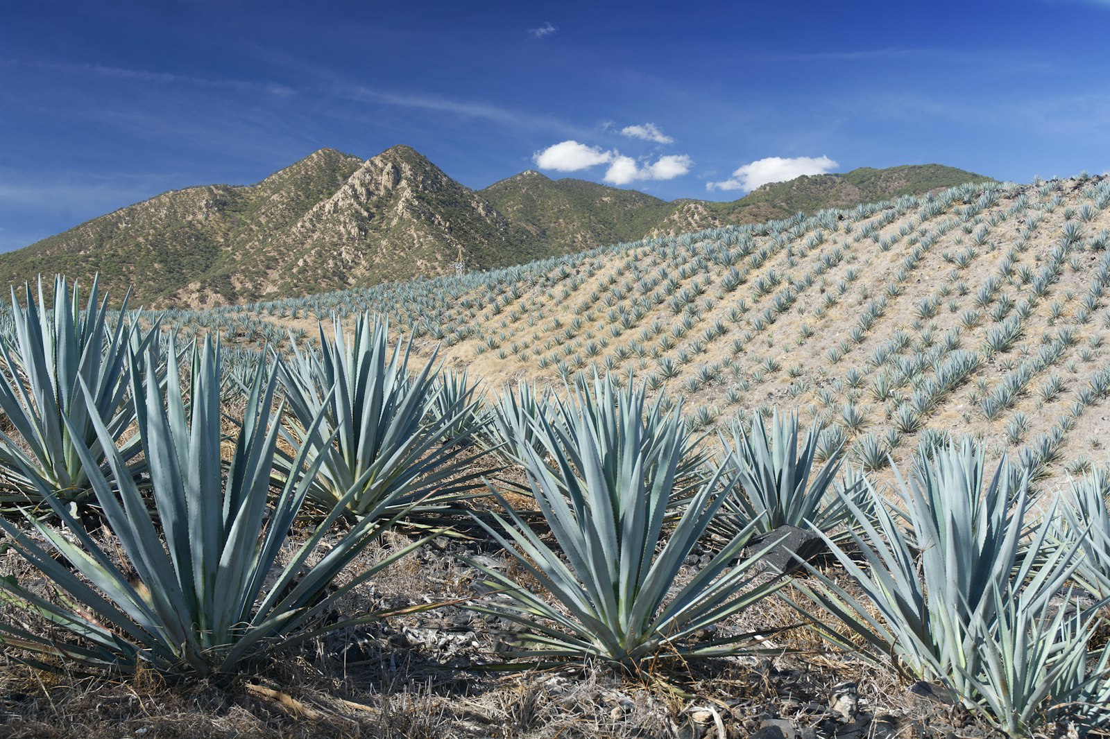 Huerta familiar en Michoacán